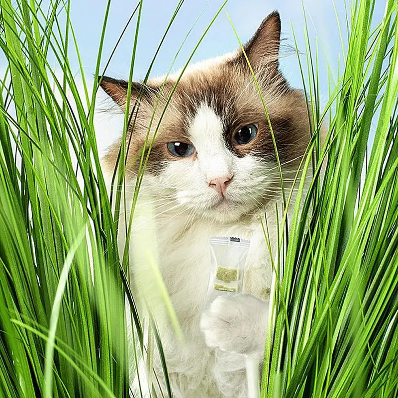 Natural Cat Grass Food 60g Pet Freeze Dried Teething Cat Chew Grass Snack Catnip Kitten Teeth Care Edible Food Toys for Hair